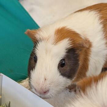 Rescue Guinea Pig Guinea Pigs for Adoption in Reno, Nevada - Popcorn | PetCurious